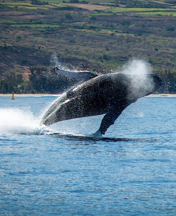 Saut de baleine